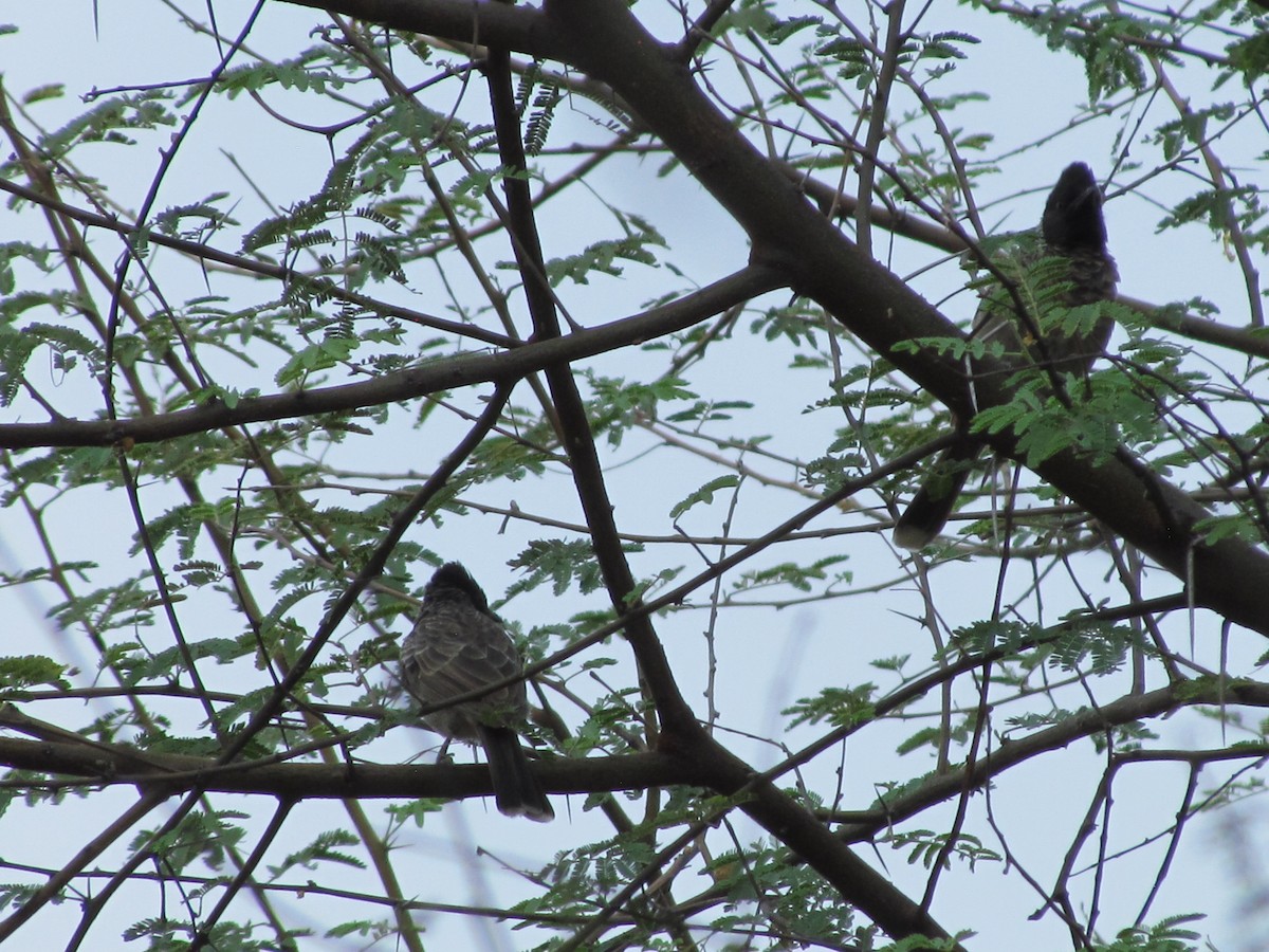 Red-vented Bulbul - ML206251491