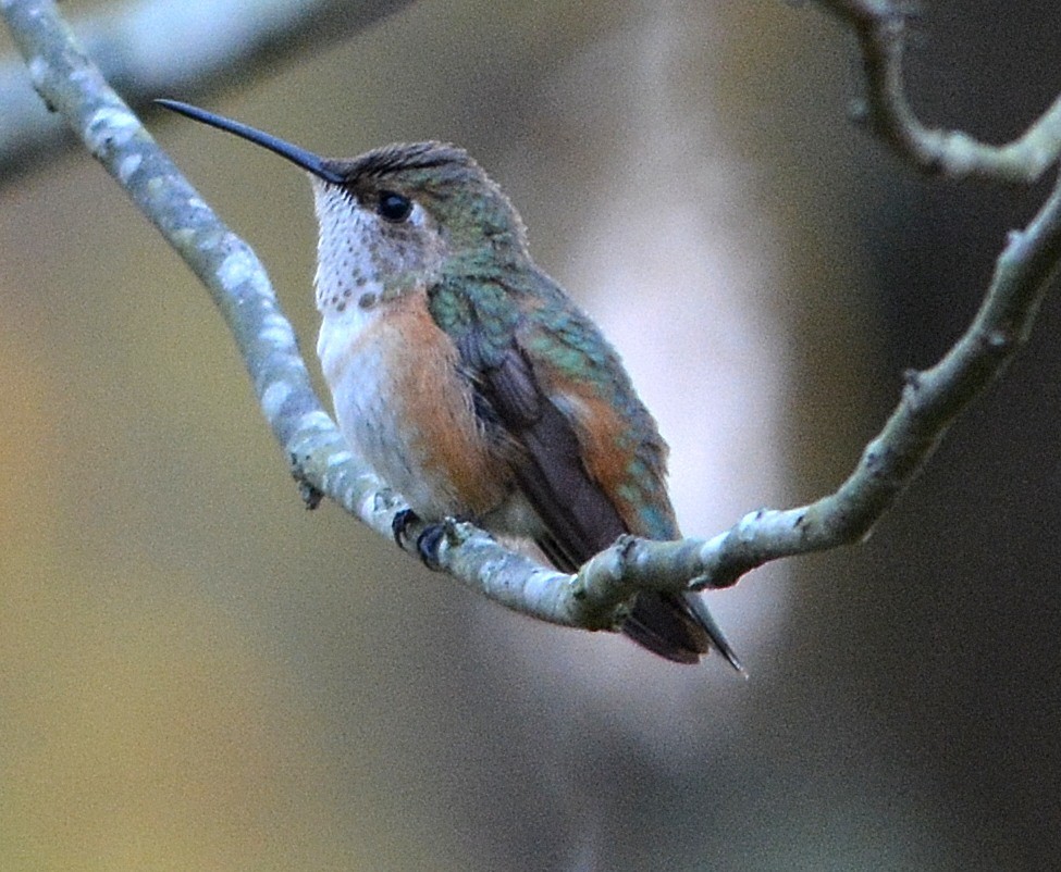 Rufous Hummingbird - ML20625161