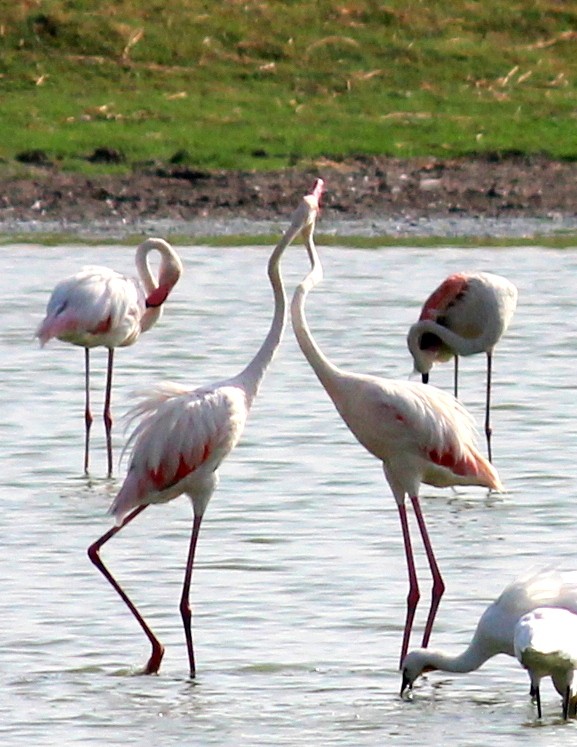 Greater Flamingo - ML206251611