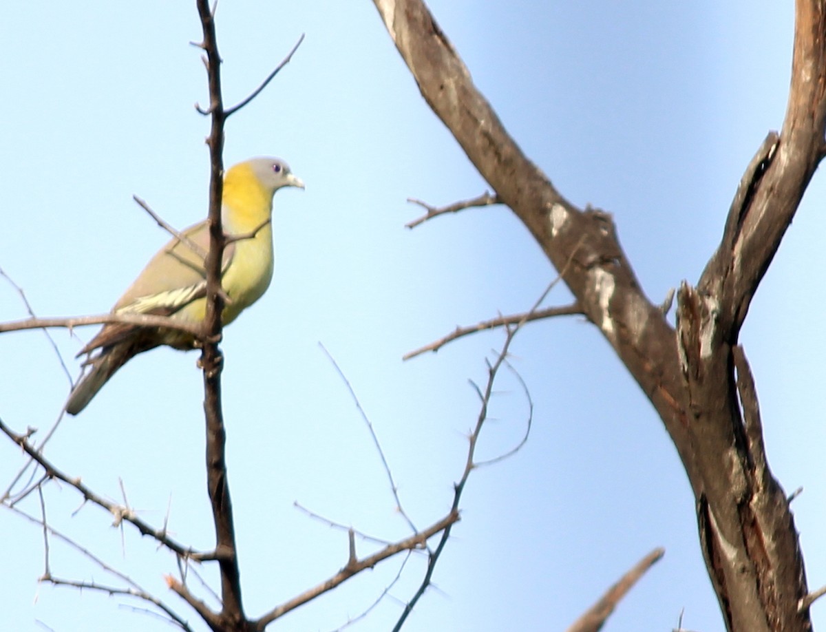 Yellow-footed Green-Pigeon - ML206251681