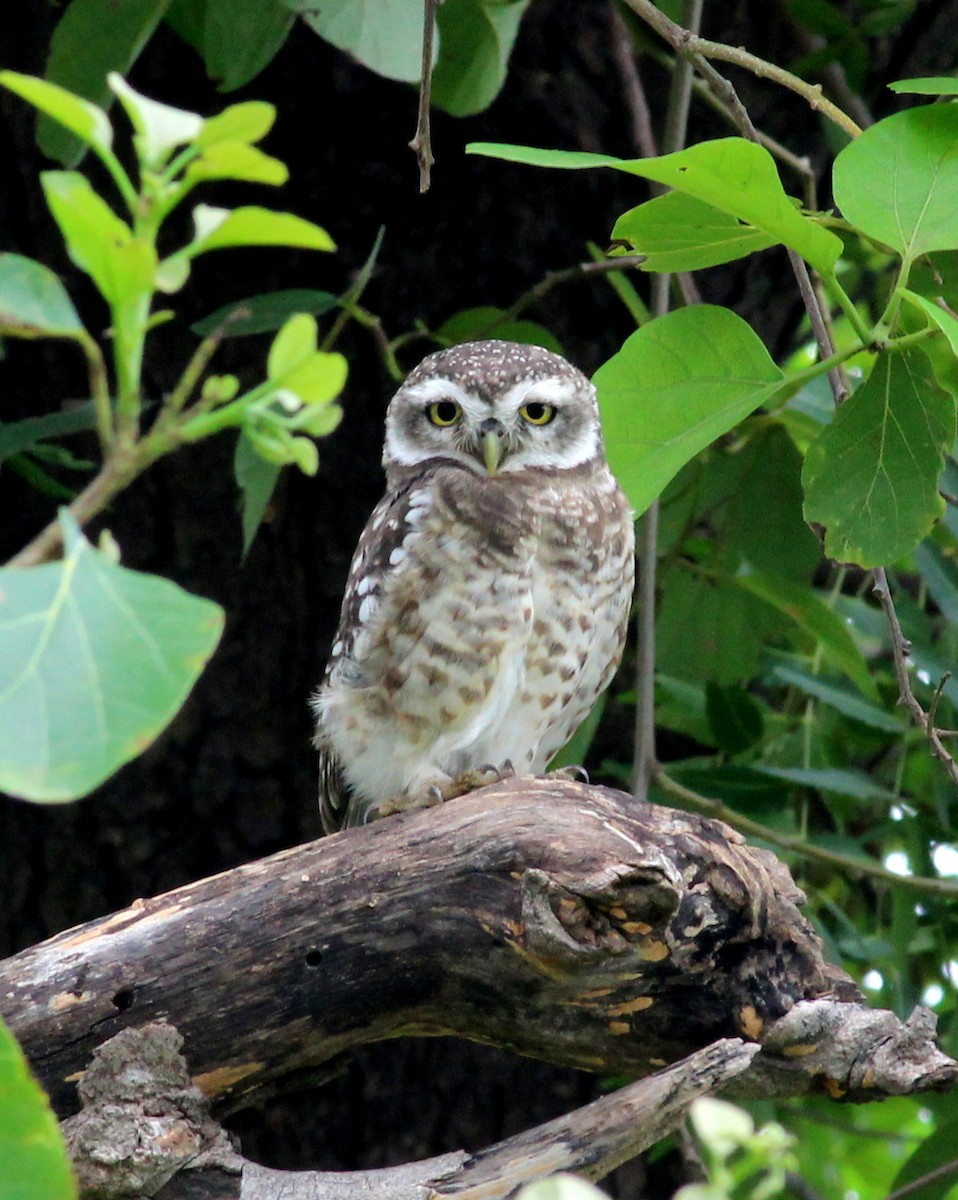 Spotted Owlet - ML206251851