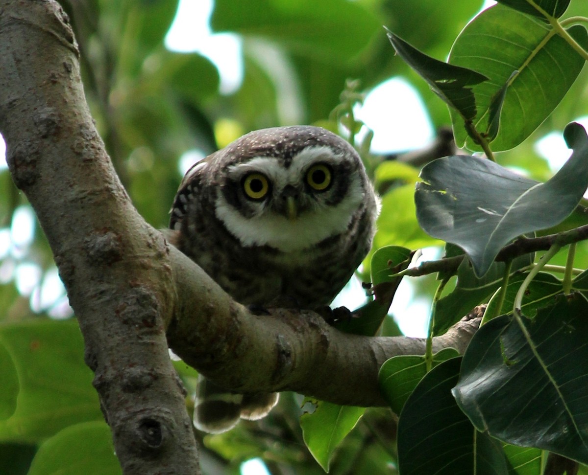 Spotted Owlet - ML206252681
