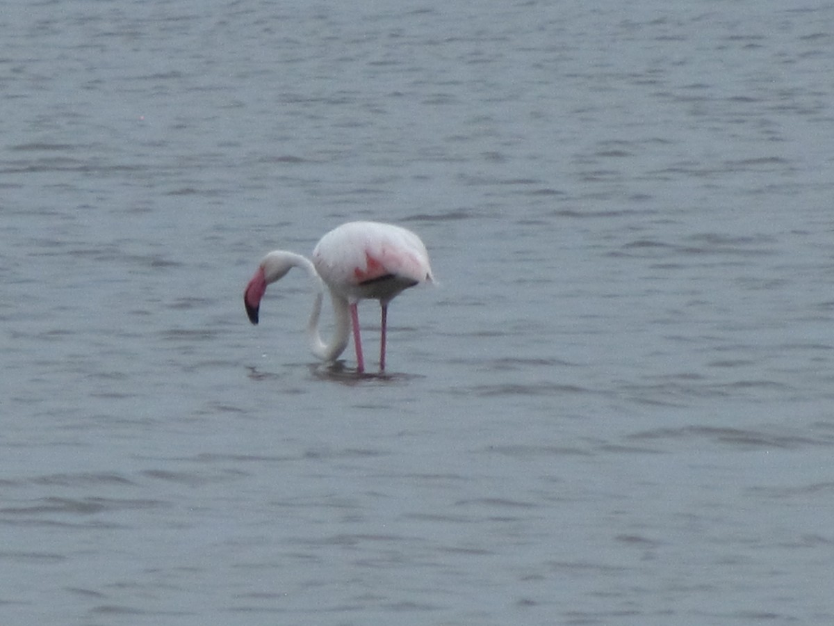Greater Flamingo - ML206252841