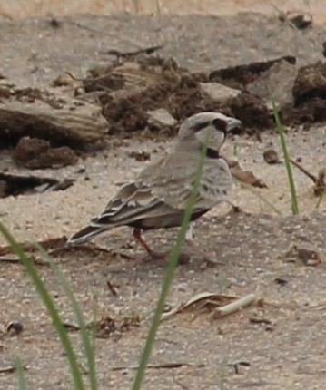 Ashy-crowned Sparrow-Lark - ML206252931