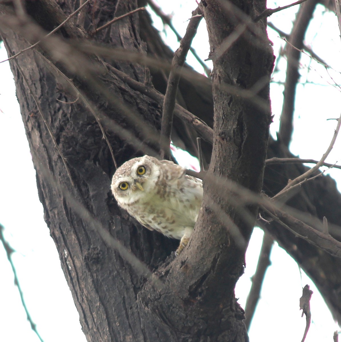 Spotted Owlet - ML206253131