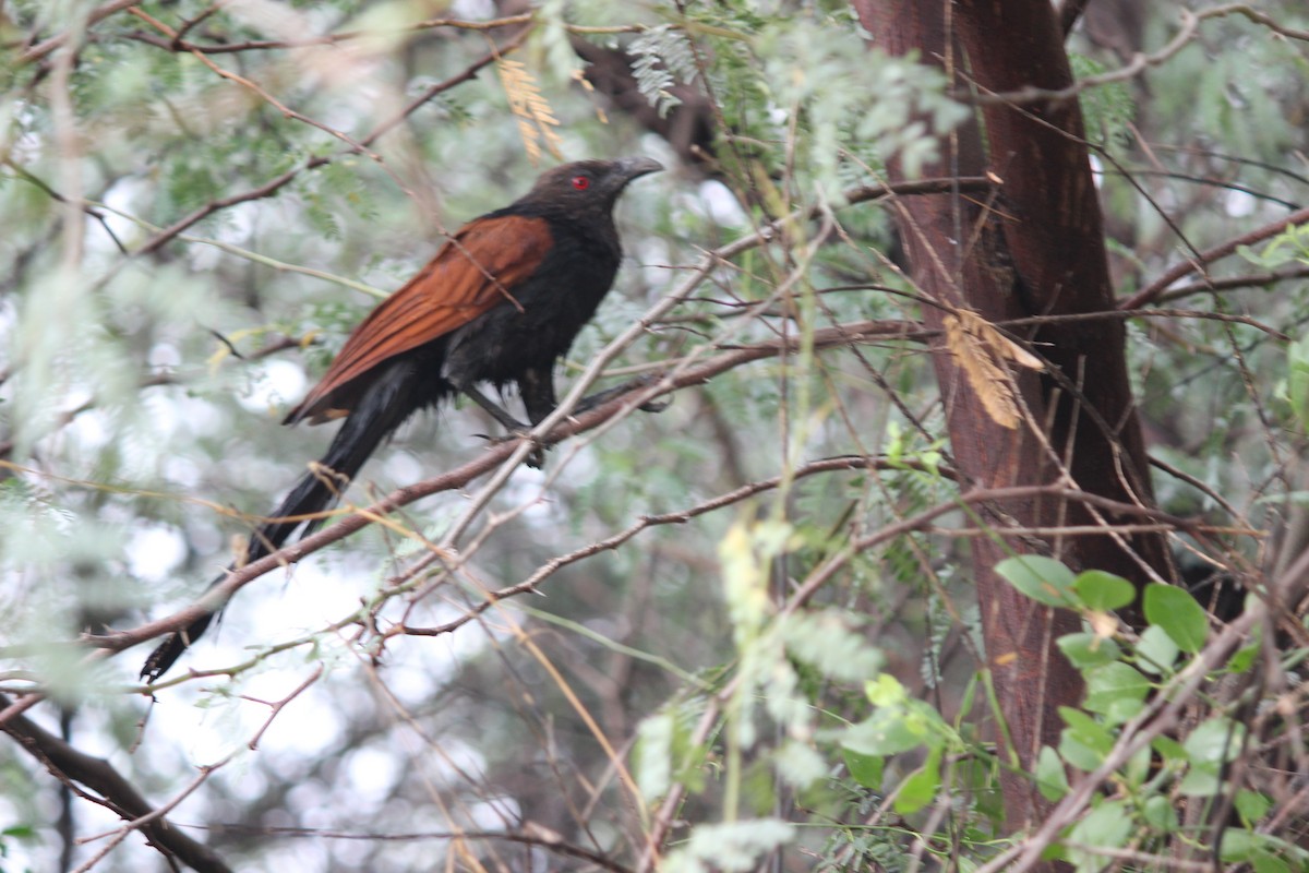 Greater Coucal - ML206253571