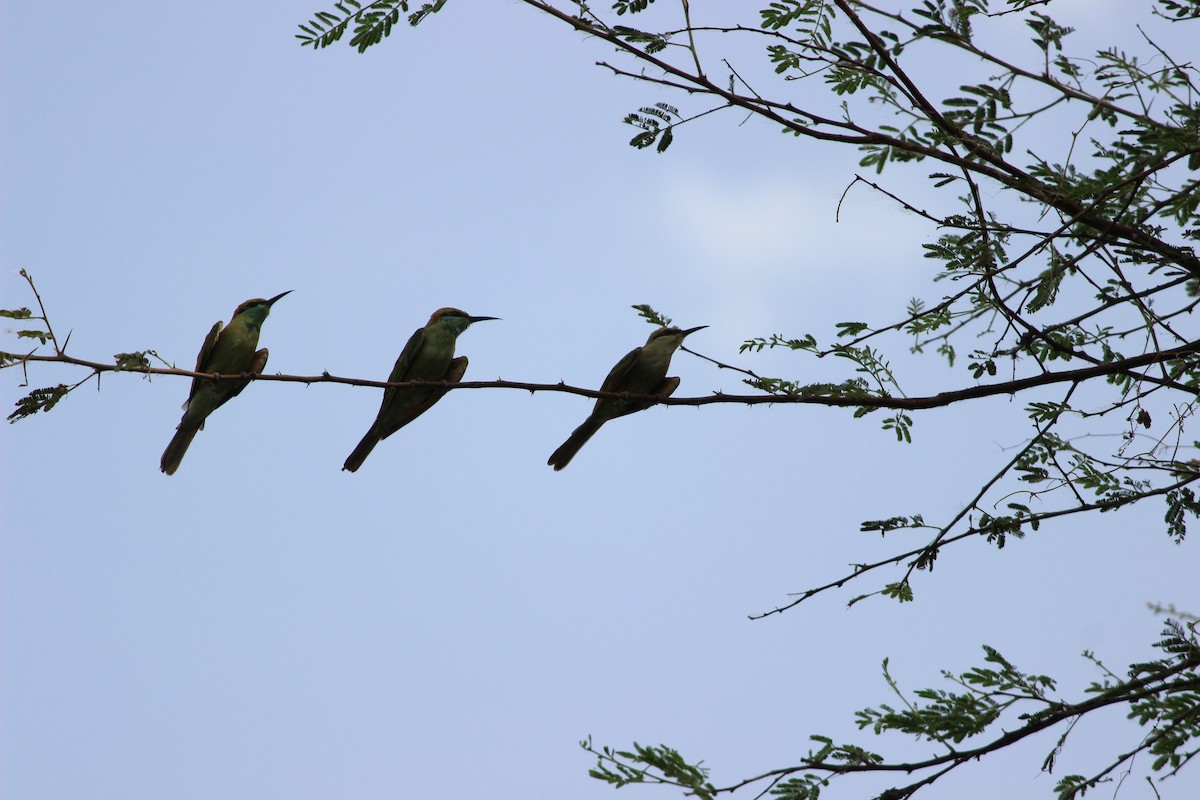 Asian Green Bee-eater - ML206254711