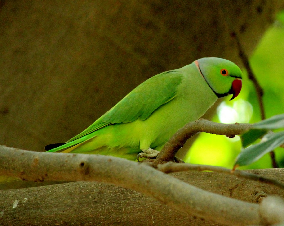 Rose-ringed Parakeet - Rajubhai Patel