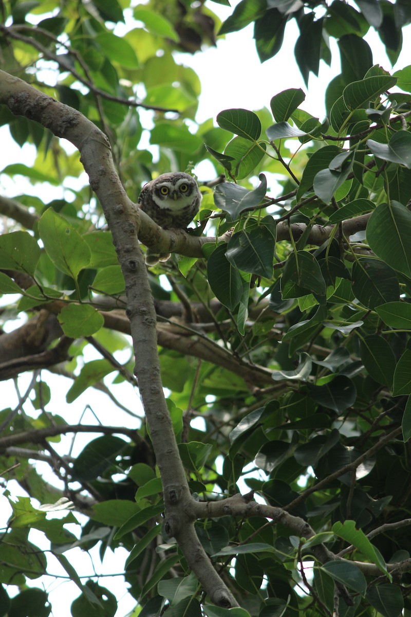 Spotted Owlet - ML206255781