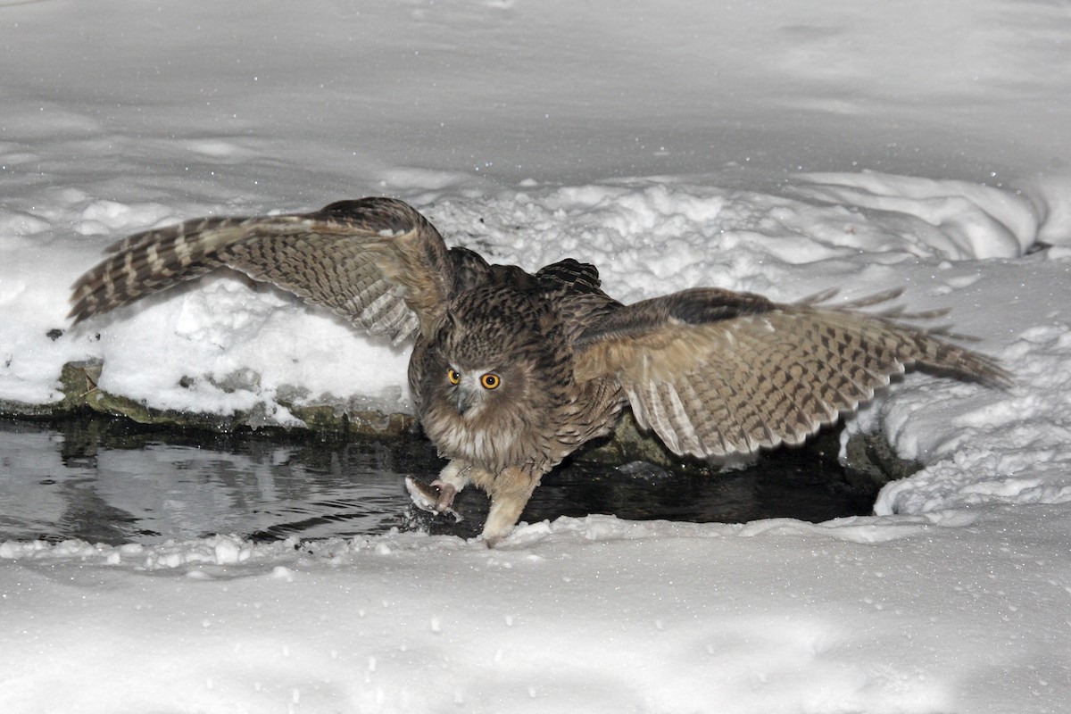 Blakiston's Fish-Owl - Stu Elsom