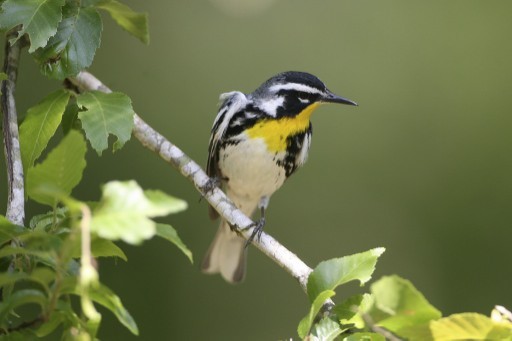 Yellow-throated Warbler - Stu Elsom