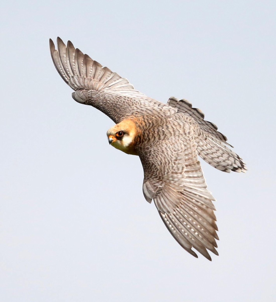 Red-footed Falcon - Stu Elsom