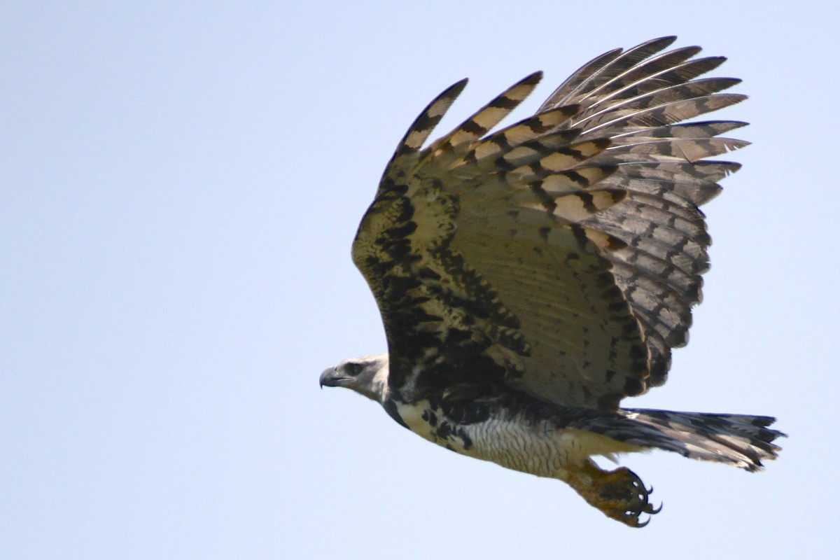Harpy Eagle - Stu Elsom