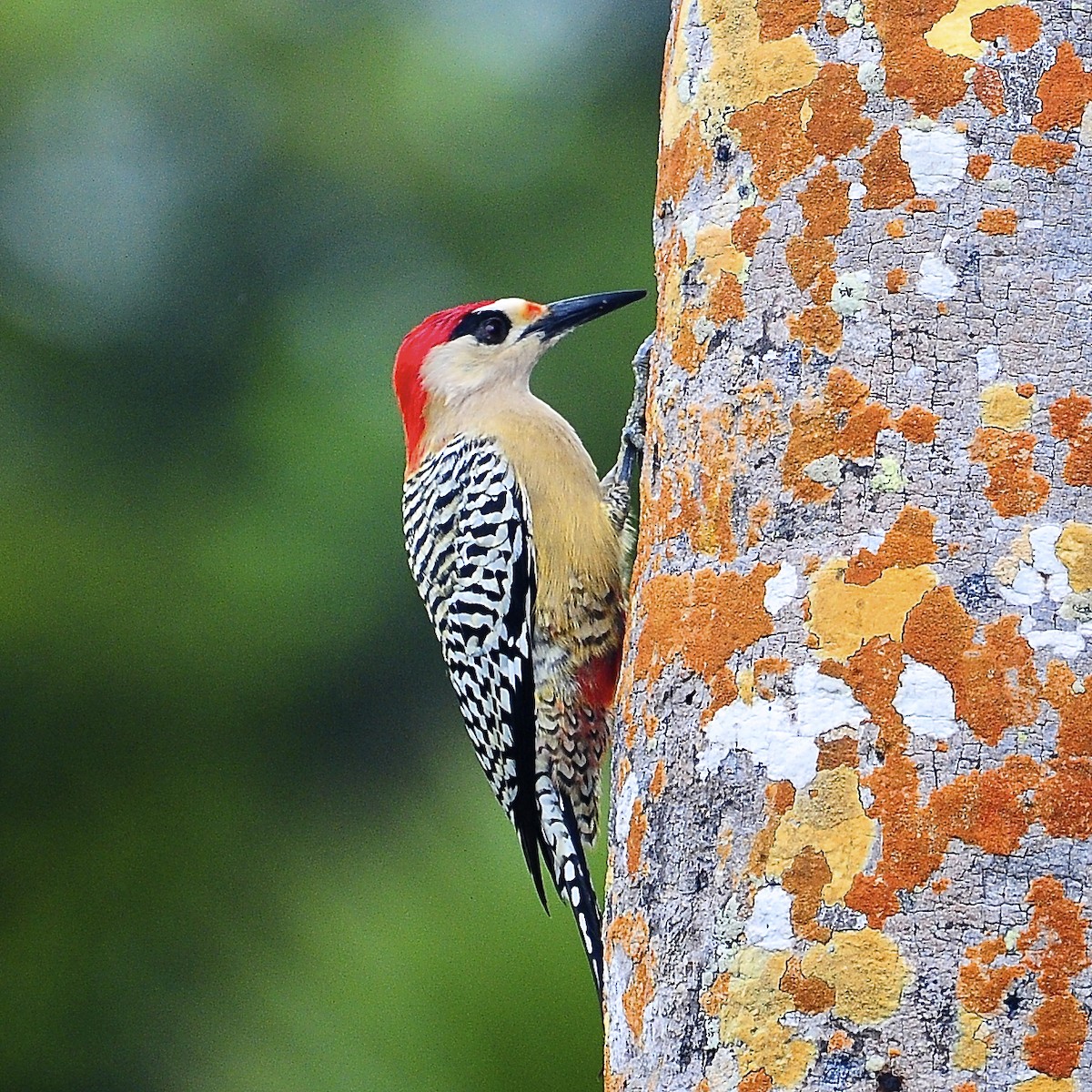 West Indian Woodpecker - ML206256901