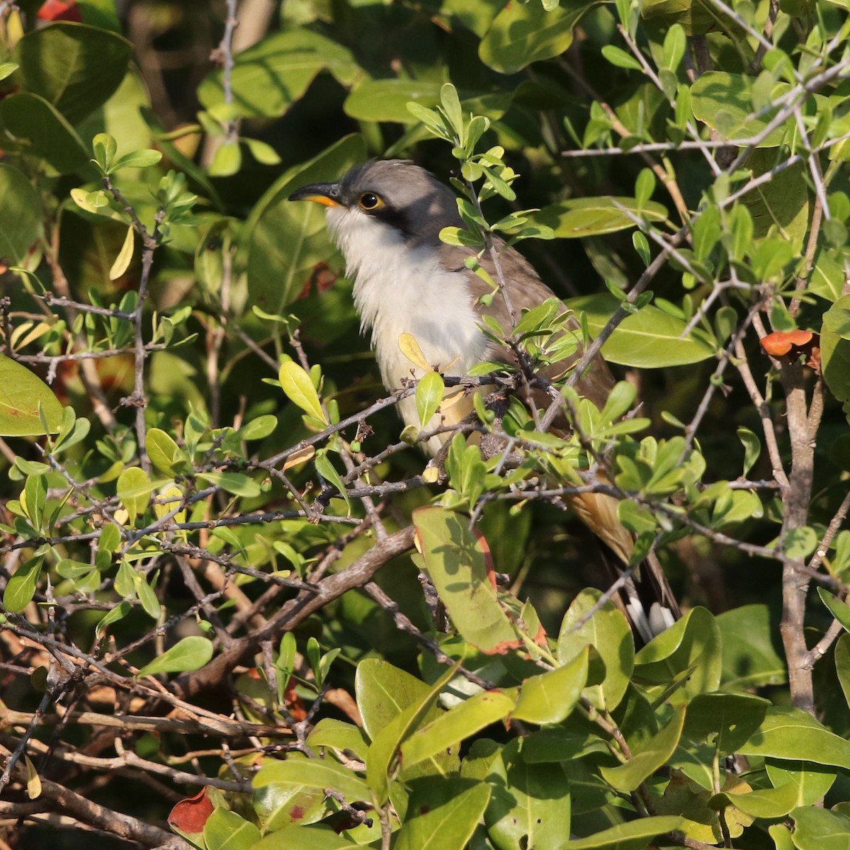 Mangrove Cuckoo - Stu Elsom