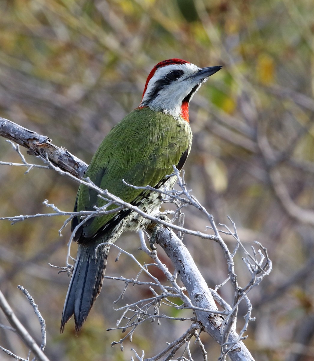 Cuban Green Woodpecker - Stu Elsom