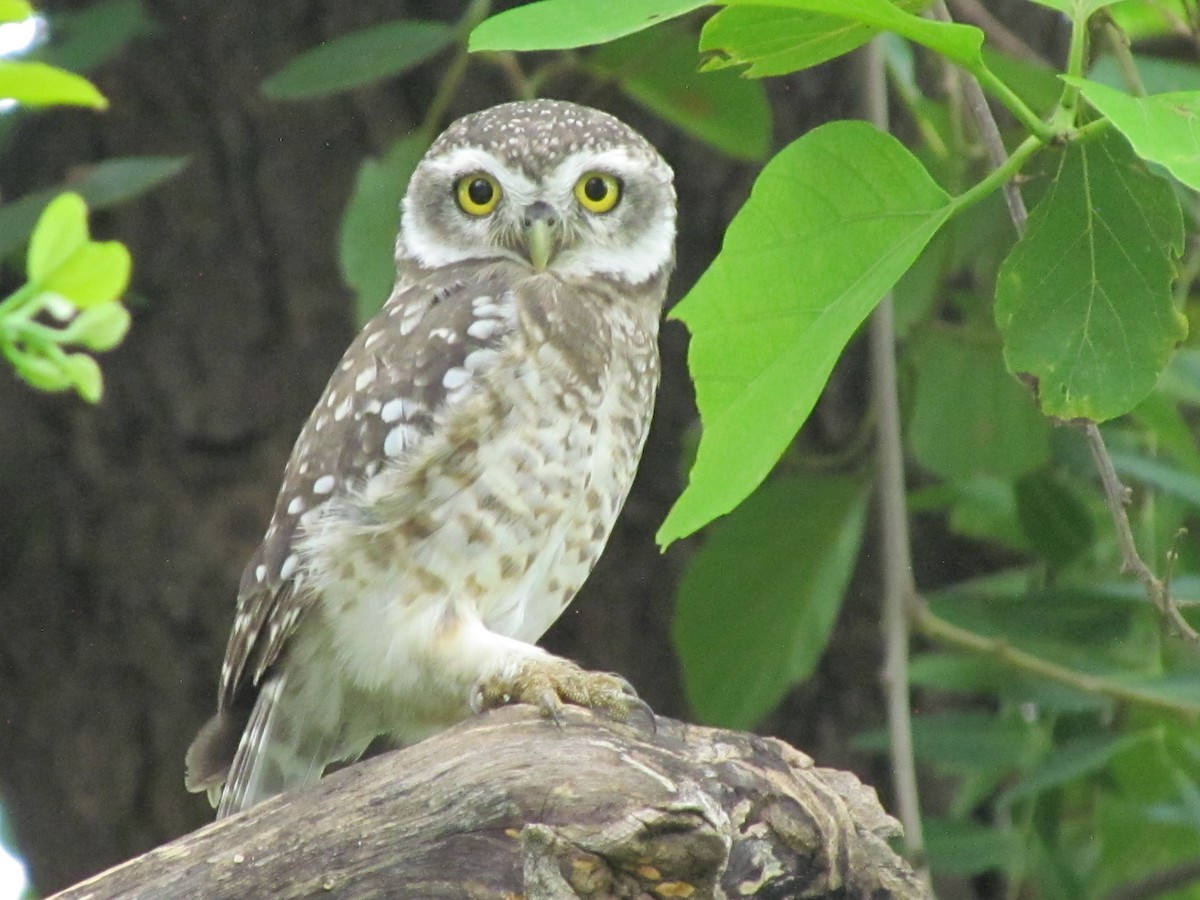 Spotted Owlet - ML206257661