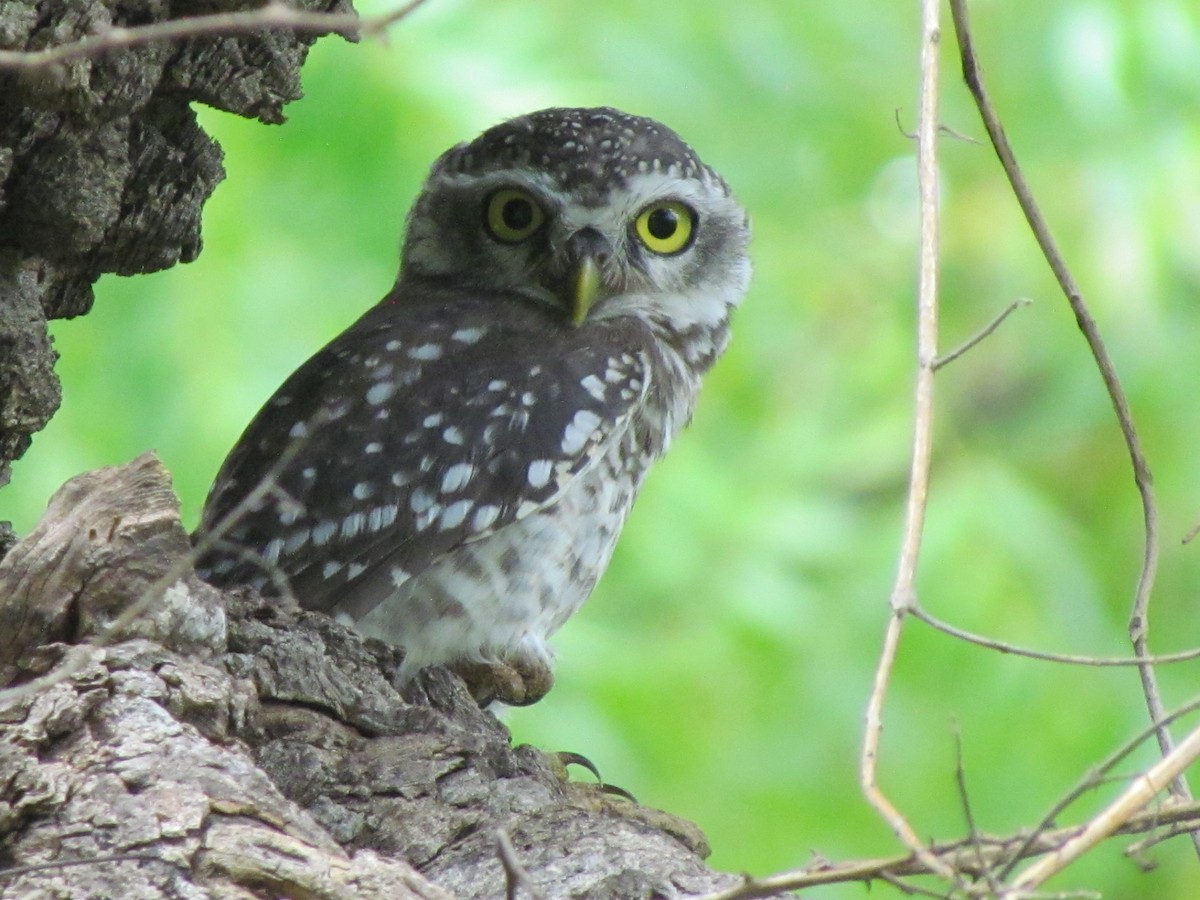 Spotted Owlet - ML206257681