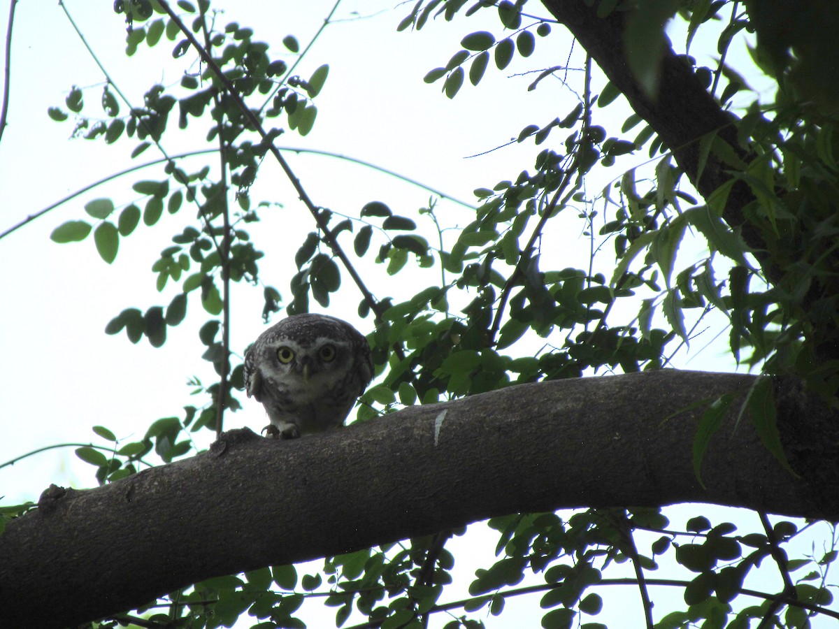 Spotted Owlet - ML206257701