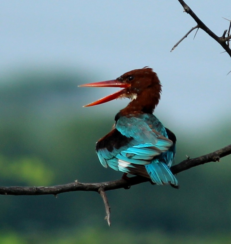 White-throated Kingfisher - Rajubhai Patel