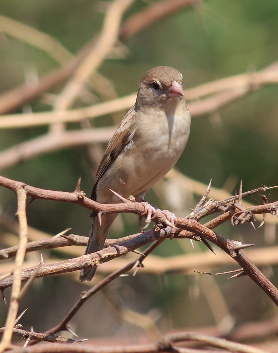 House Sparrow - Rajubhai Patel