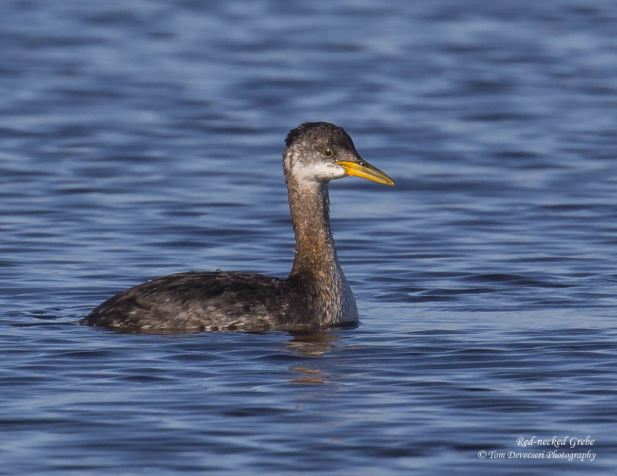 Red-necked Grebe - ML20625821
