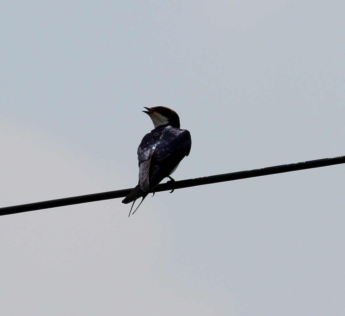 Red-rumped Swallow - ML206258231