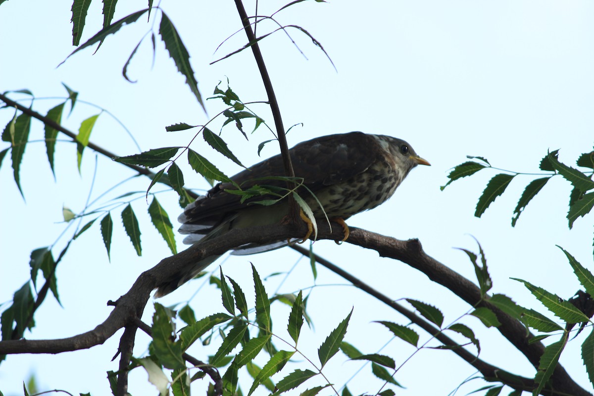 Common Hawk-Cuckoo - ML206258321