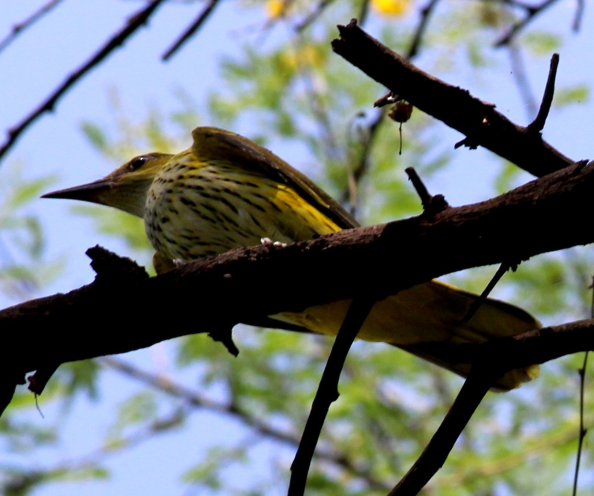 Indian Golden Oriole - ML206258351