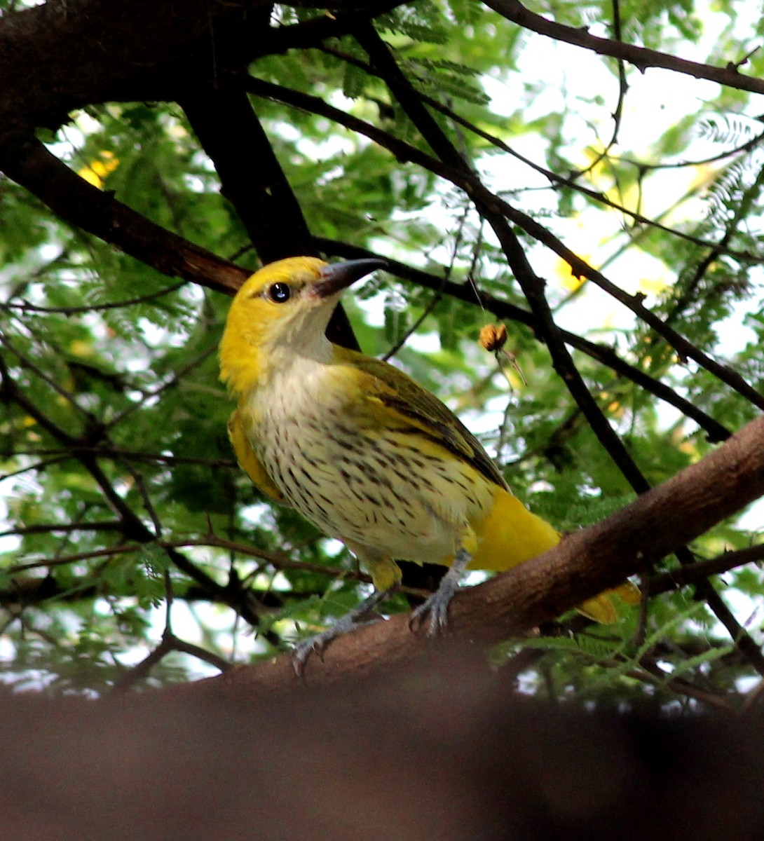 Indian Golden Oriole - ML206258361