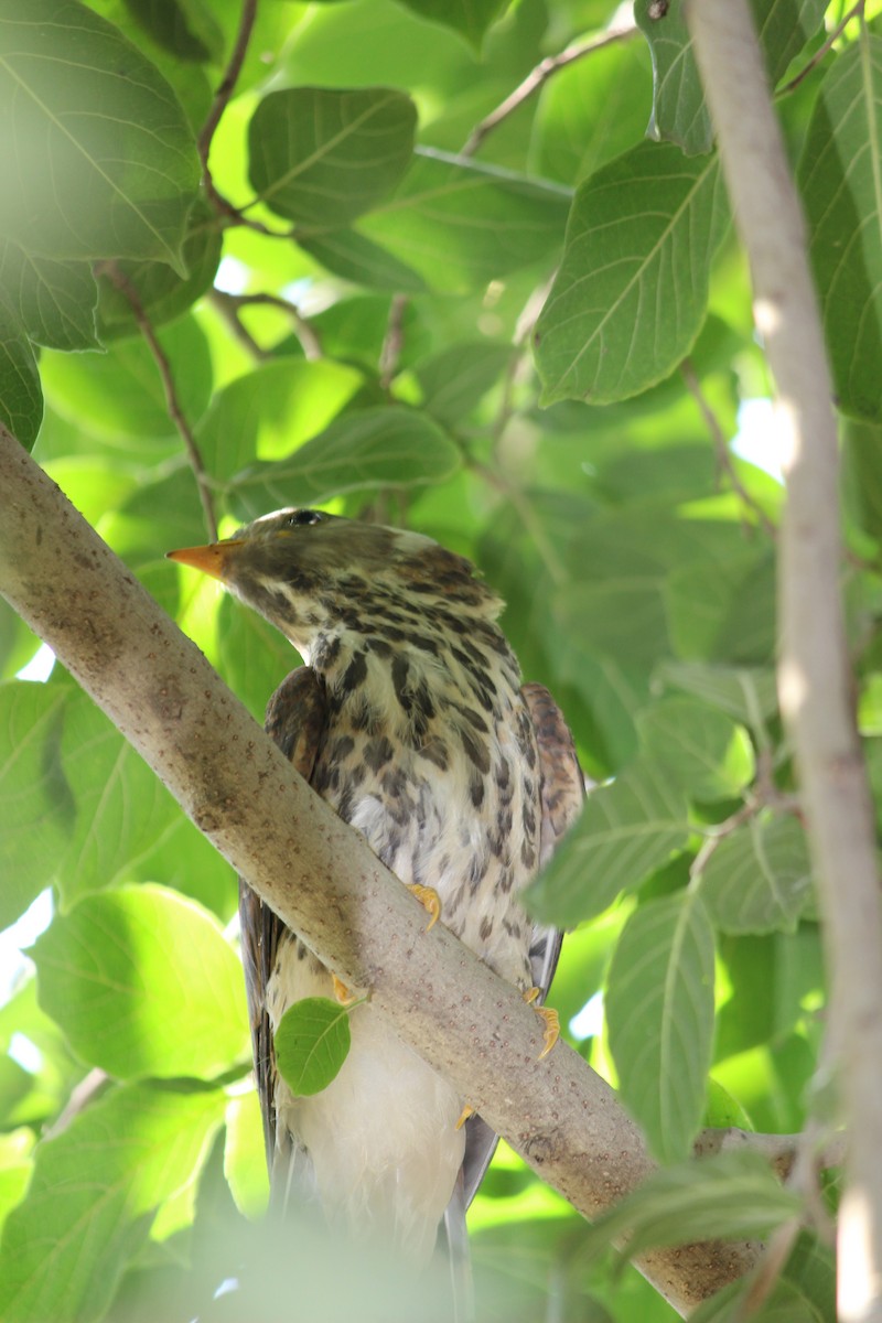 Common Hawk-Cuckoo - Rajubhai Patel