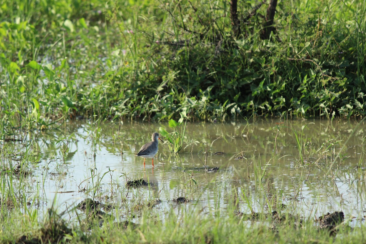 Spotted Redshank - ML206258561