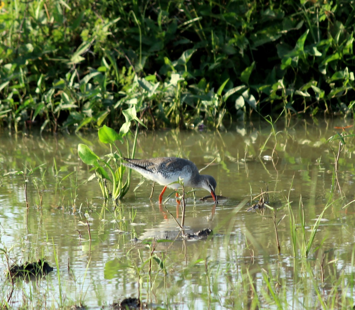 Spotted Redshank - ML206258571