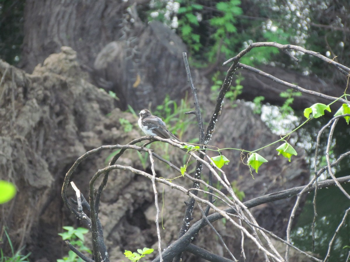 White-browed Fantail - ML206259931