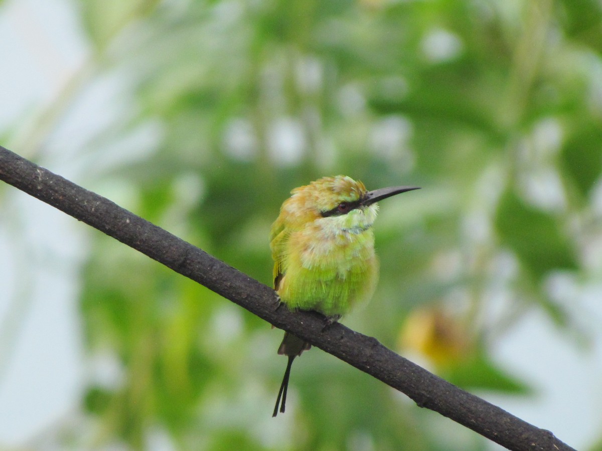 Asian Green Bee-eater - ML206259941