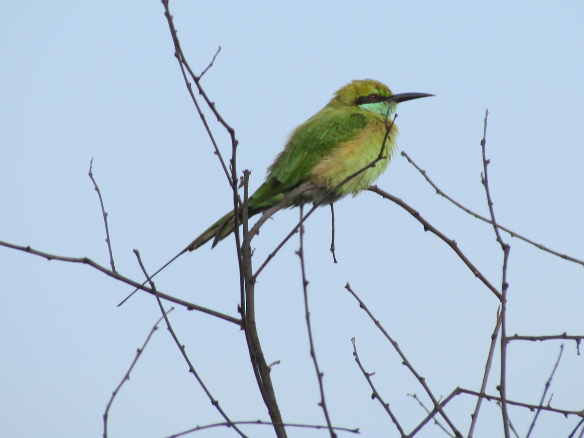 Asian Green Bee-eater - ML206260071