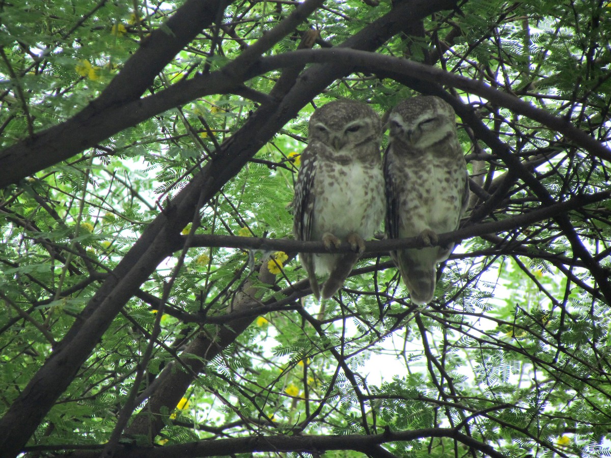 Spotted Owlet - ML206260251