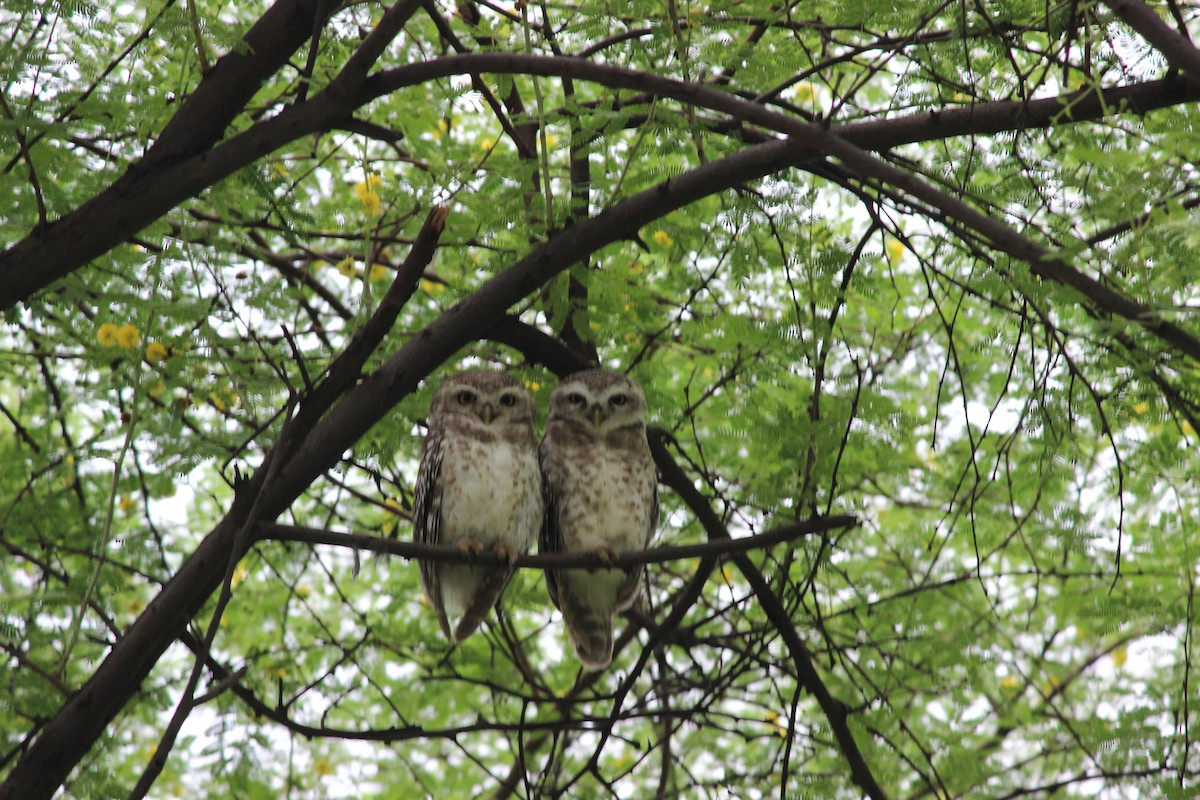 Spotted Owlet - ML206260371