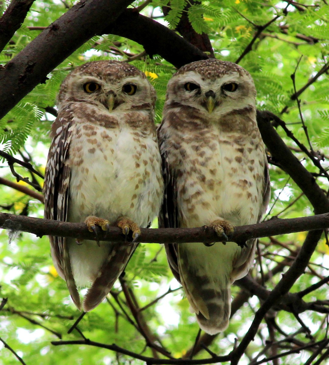 Spotted Owlet - ML206260381