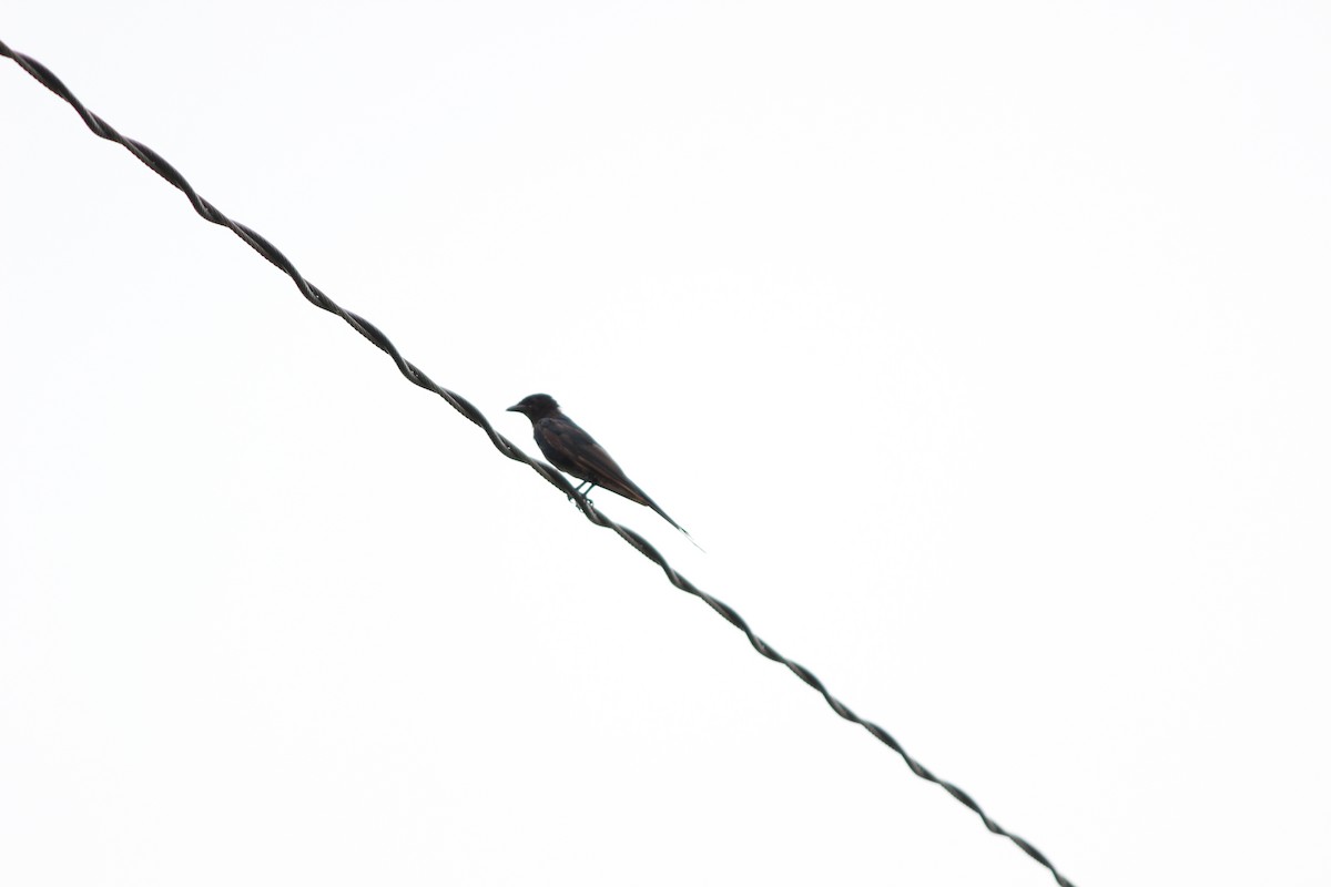 bird sp. - Rajubhai Patel
