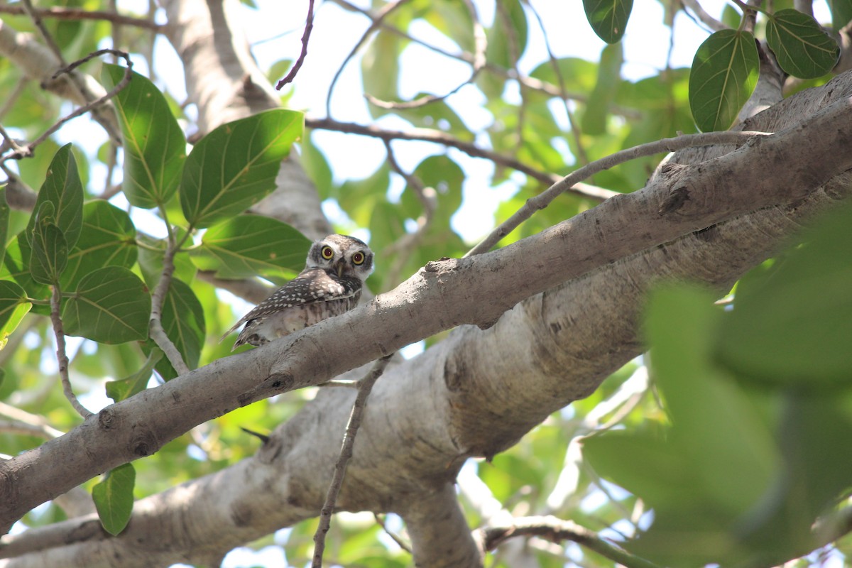 Spotted Owlet - ML206261061