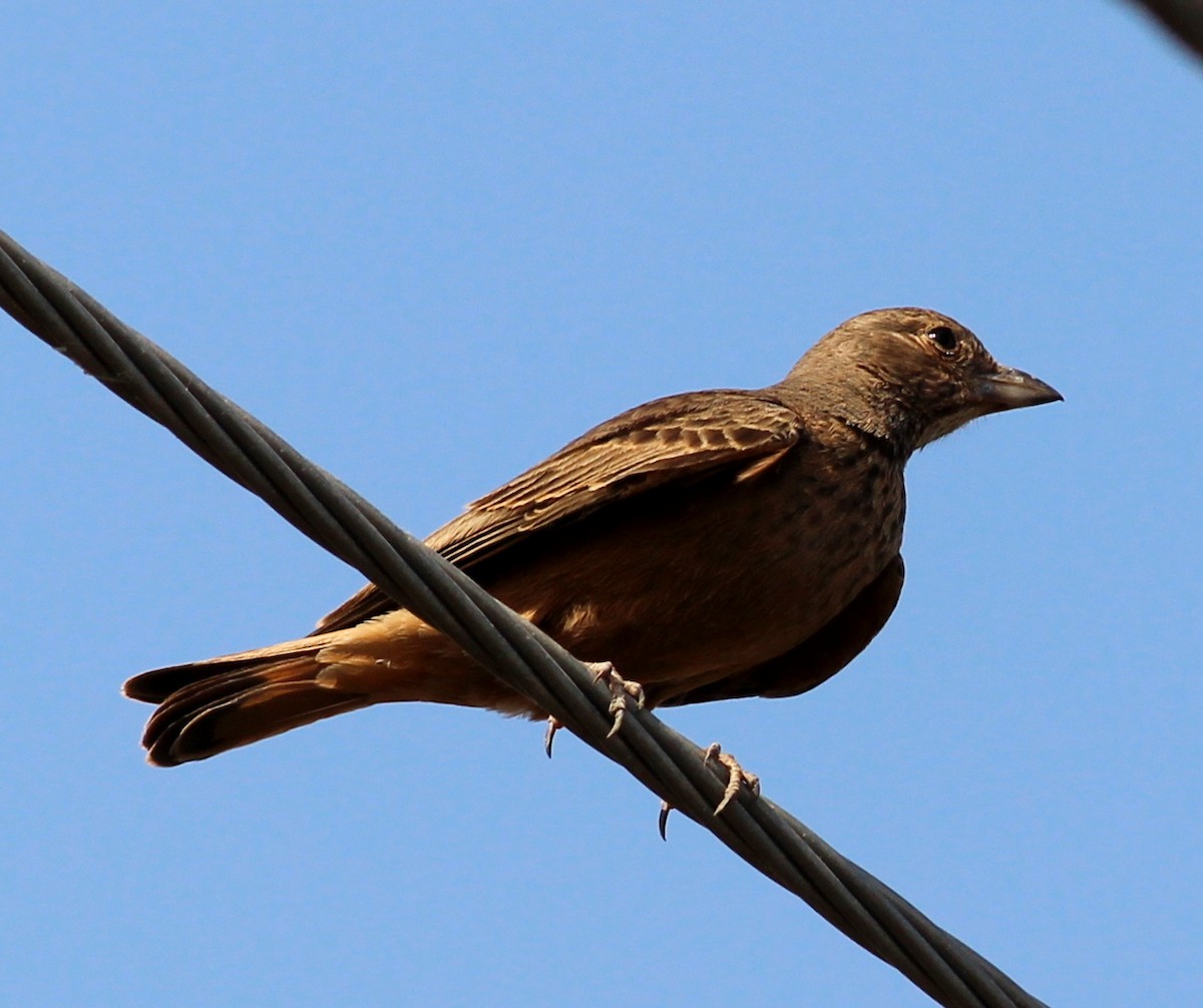 Rufous-tailed Lark - Rajubhai Patel
