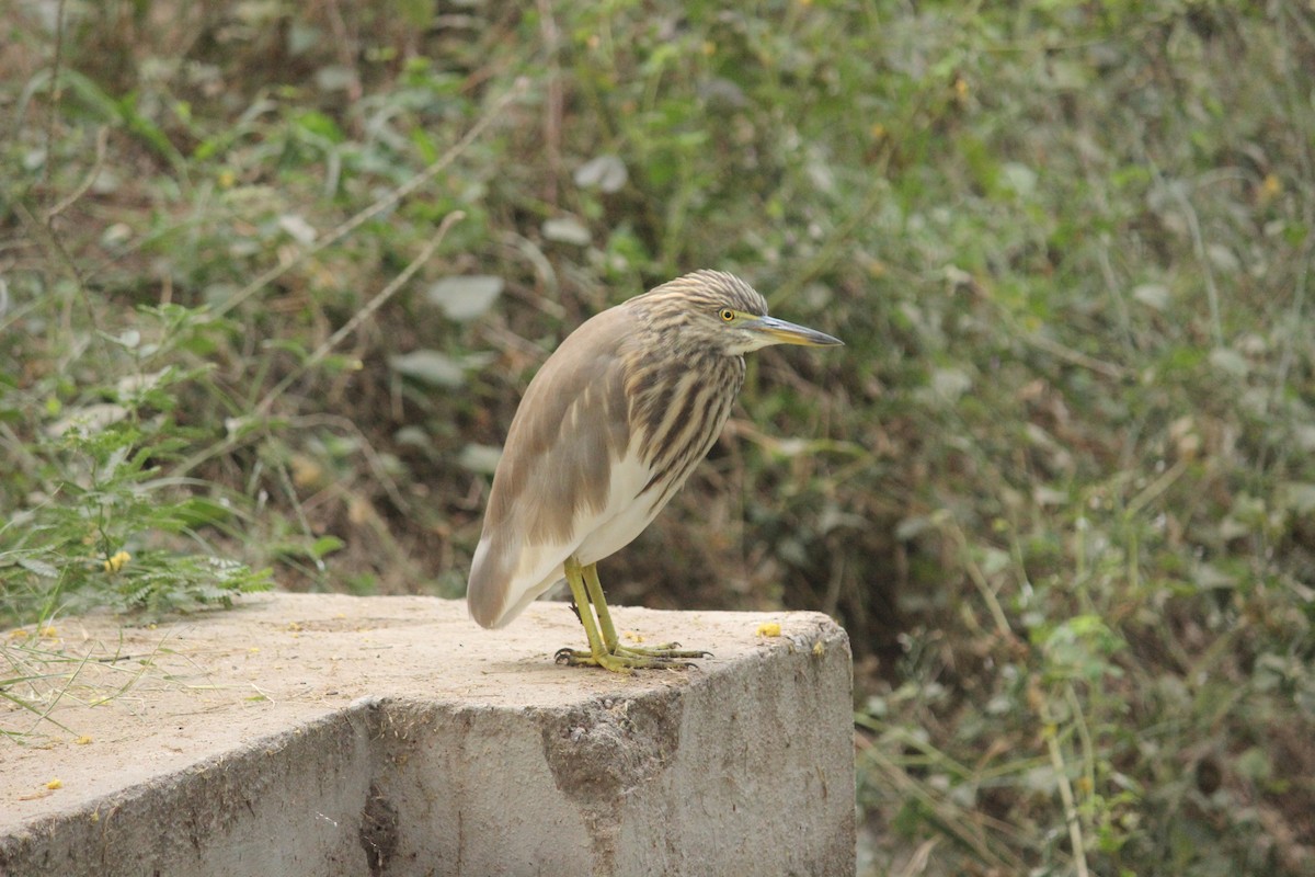 Indian Pond-Heron - Rajubhai Patel