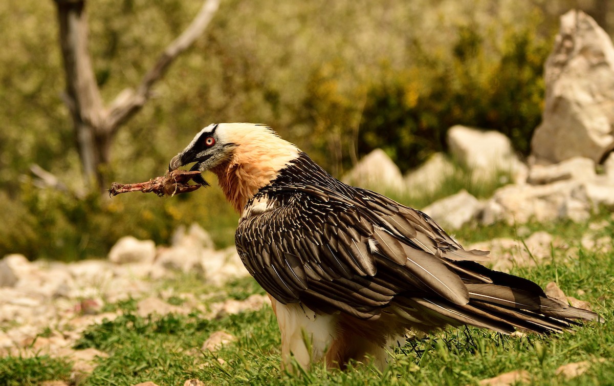 Bearded Vulture (Eurasian) - ML206263201