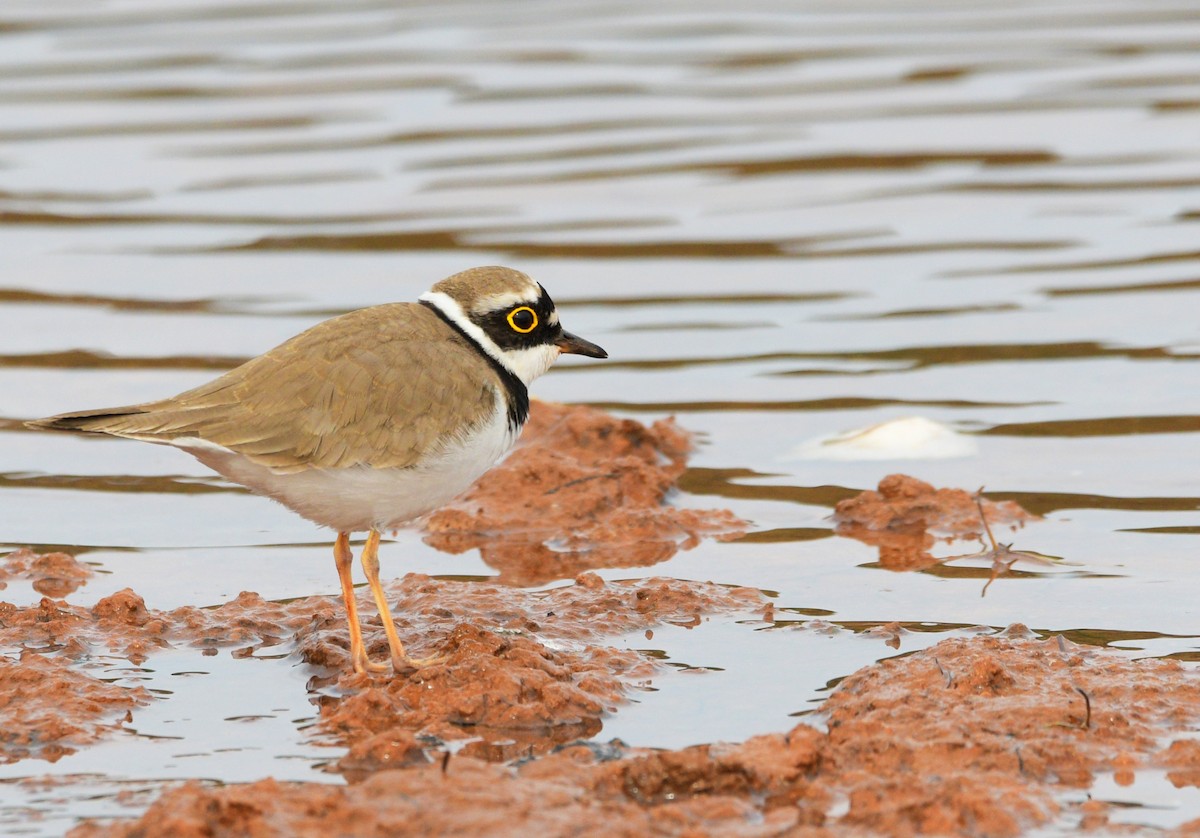 Little Ringed Plover (curonicus) - ML206263231