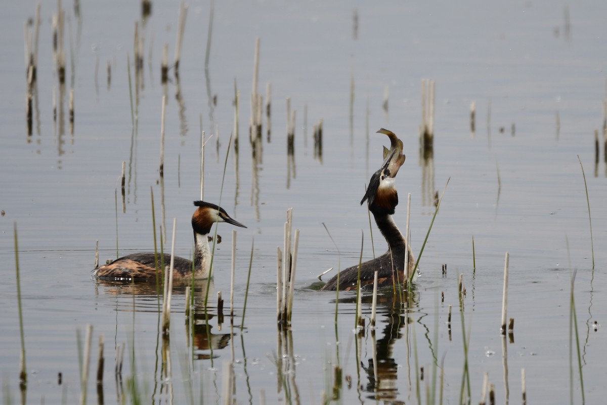 Great Crested Grebe - ML206263371
