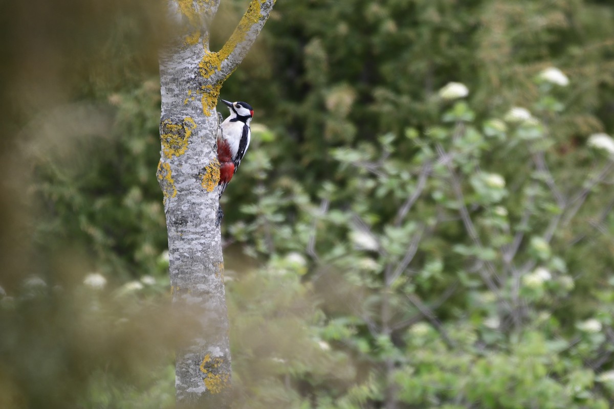 Great Spotted Woodpecker (Great Spotted) - Jorge Baza Zaballos