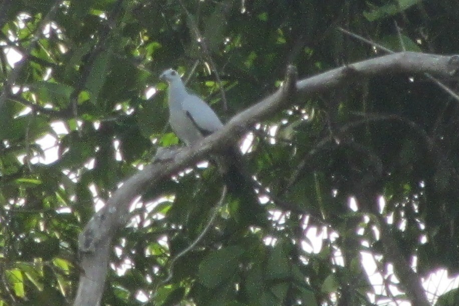 Silvery Wood-Pigeon - ML206263401
