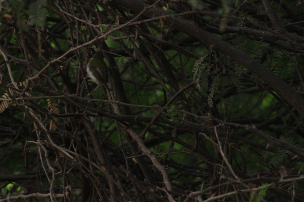 Common Tailorbird - Rajubhai Patel