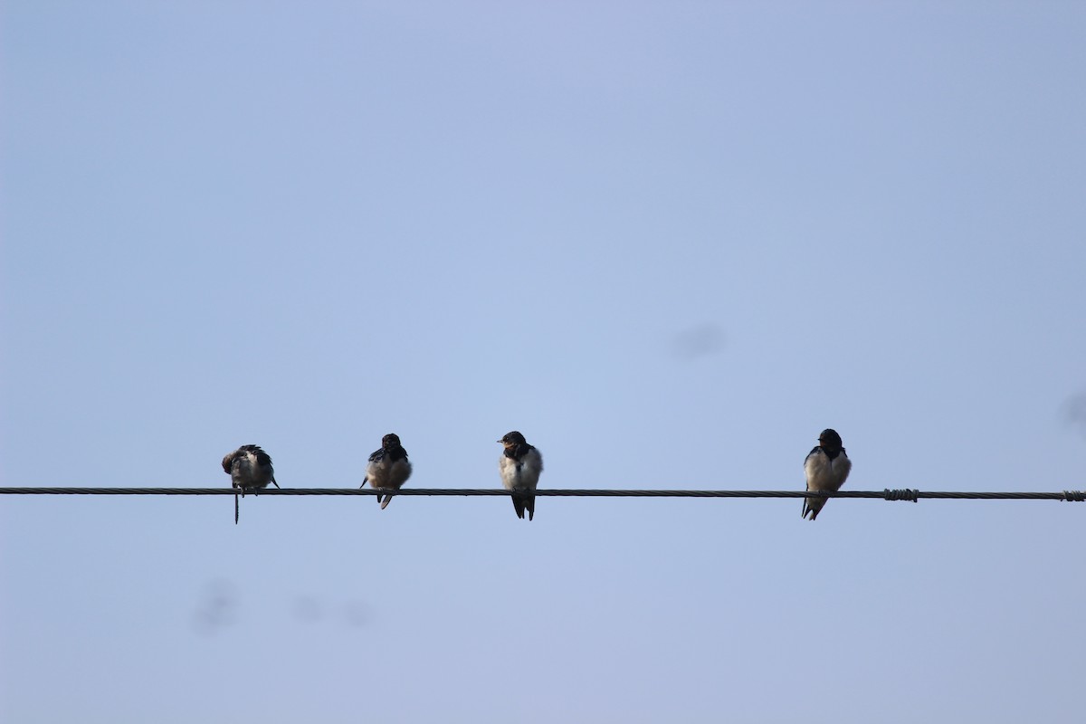 Barn Swallow - Rajubhai Patel